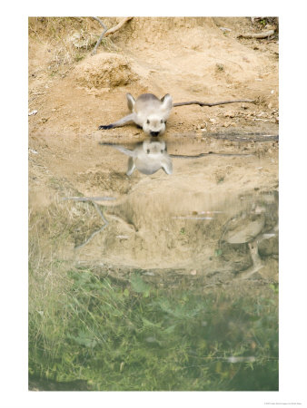 Grey Langur, Drinking From Still Pool, Madhya Pradesh, India by Elliott Neep Pricing Limited Edition Print image