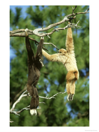 White-Handed Gibbons, Light & Dark Fur, South Asia & Sumatra by Brian Kenney Pricing Limited Edition Print image