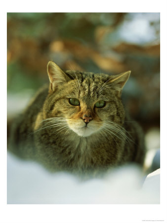 European Wild Cat, Felis Sylvestris by Hans Reinhard Pricing Limited Edition Print image