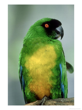 Masked Shining Parrot, South Pacific by Patricio Robles Gil Pricing Limited Edition Print image