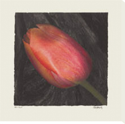 Red Tulip by Judy Mandolf Pricing Limited Edition Print image