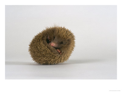 European Hedgehog, Albino by Les Stocker Pricing Limited Edition Print image