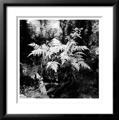 Moss by Michael Joseph Pricing Limited Edition Print image