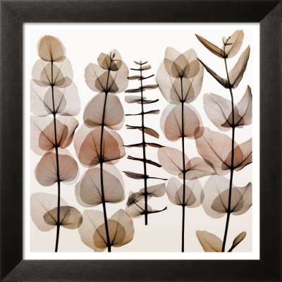 Eucalypti Ii by Steven N. Meyers Pricing Limited Edition Print image