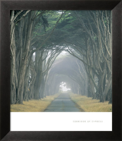 Corridor Of Cypress by Soderberg Pricing Limited Edition Print image