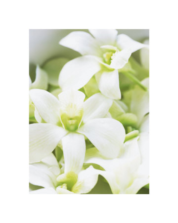 Green And White Orchids by Karen Froment Pricing Limited Edition Print image