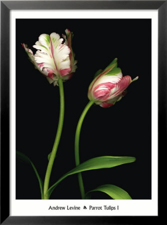 Parrot Tulips I by Andrew Levine Pricing Limited Edition Print image