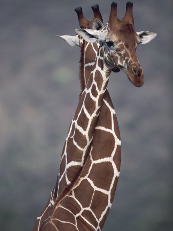 Giraffes Necking, Play Fighting, East Africa by Anup Shah Pricing Limited Edition Print image