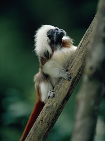 Cotton-Top Tamarin In Tree by Anup Shah Pricing Limited Edition Print image