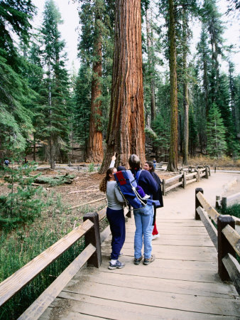 Sequoia Trees In Yosemite, Wawona, California by Lee Foster Pricing Limited Edition Print image