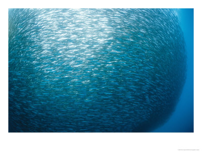 Huge School Of Anchovies Photographed Off The Coast Of Argentina by Nick Caloyianis Pricing Limited Edition Print image