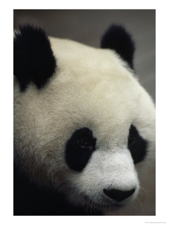 The Black And White Head Of A Giant Panda, Yuantong Zoo, Kunming, China by Jodi Cobb Pricing Limited Edition Print image