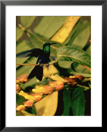 Hummingbird On A Branch In Amazonia by Dmitri Kessel Pricing Limited Edition Print image