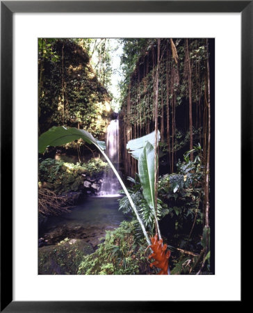 Hanging Liana Vines Frame Waterfall Tumbling Into Emerald Pool by John Dominis Pricing Limited Edition Print image
