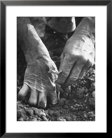 Farmer's Strong, Work Toughened Hands Planting In The Garden by Ed Clark Pricing Limited Edition Print image