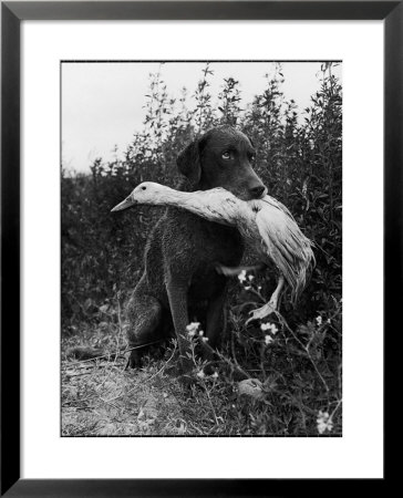 Chesapeake Bay Retriever Trigger Holds Donald The Duck After Being Thrown Into Water By Owner by Loomis Dean Pricing Limited Edition Print image