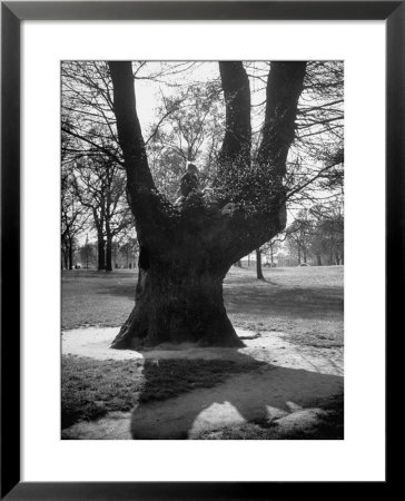 Children Playing And Climbing Up Trees by Cornell Capa Pricing Limited Edition Print image