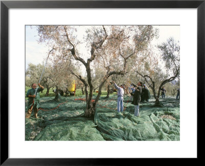 Vibrating The Olives From The Trees In The Olive Groves Of Marina Colonna, Molise, Italy by Michael Newton Pricing Limited Edition Print image