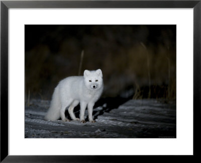 Arctic Fox, Alopex Lagopus, Churchill, Manitoba, Canada by Thorsten Milse Pricing Limited Edition Print image