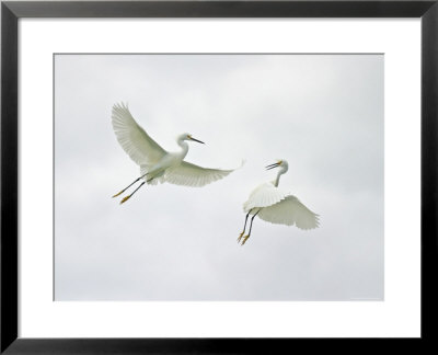 Snowy Egrets Fighting, Sanibel, Florida, Usa by Arthur Morris Pricing Limited Edition Print image