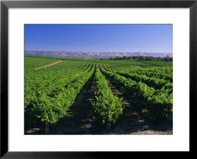 Mclaren Vale-Oliverhill Wines Vineyards, South Australia, Australia by Neale Clarke Pricing Limited Edition Print image