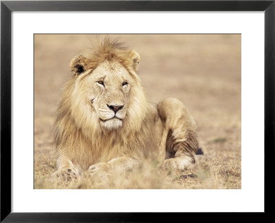 Male Lion Resting In The Grass, Kenya, East Africa, Africa by James Gritz Pricing Limited Edition Print image