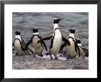 Jackass Pinguin, (Spheniscus Demersus), Boulder's Beach, Capetown, South Africa by Thorsten Milse Pricing Limited Edition Print image