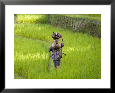 Man Carrying Firewood And Coconuts Through Rice Paddies, Bali, Indonesia by Peter Adams Pricing Limited Edition Print image