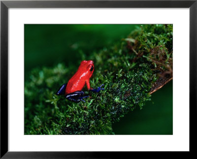 Poison Arrow Poison Dart Frog Strawberry Frog, Dendrobates Pumilio by Christer Fredriksson Pricing Limited Edition Print image