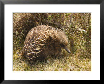 Echidna, Tasmanian Variety by Grant Dixon Pricing Limited Edition Print image