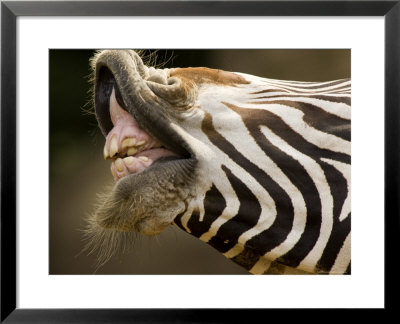 Closeup Of A Grevys Zebra's Mouth by Tim Laman Pricing Limited Edition Print image