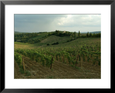 Chianti Vineyards In Tuscany, Italy by Todd Gipstein Pricing Limited Edition Print image