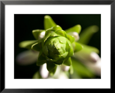 Close Up Of A Giant Hosta Flower, Elkhorn, Nebraska by Joel Sartore Pricing Limited Edition Print image