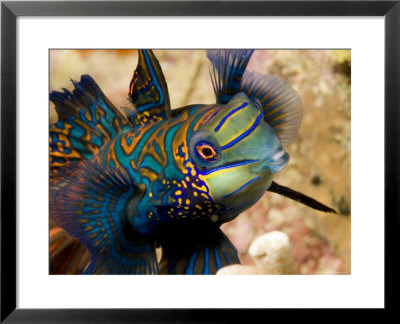 Close View Of A Male Mandarinfish, Malapascua Island, Philippines by Tim Laman Pricing Limited Edition Print image