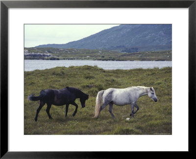 Ireland, Dingle,Two Horse Grazing In Field, Side View by Brimberg & Coulson Pricing Limited Edition Print image