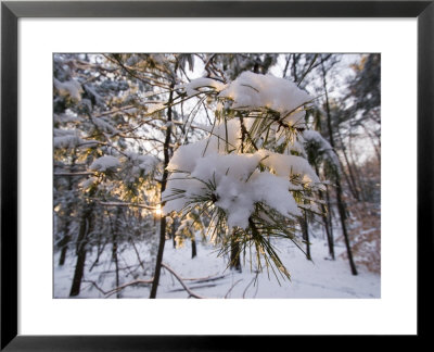 Fresh Snow Covers Trees In The Woods, Lexington, Massachusetts by Tim Laman Pricing Limited Edition Print image