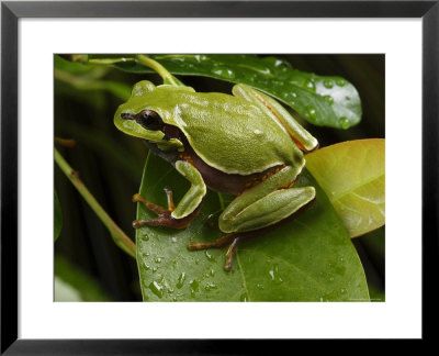 Endangered Pine Barrens Treefrog Hops Onto A Leaf by George Grall Pricing Limited Edition Print image