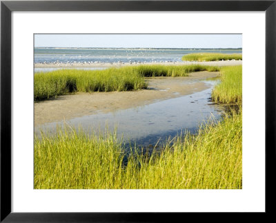 Salt Marsh Habitat With Flock Of Birds Taking Off, Cape Cod, Massachusetts by Tim Laman Pricing Limited Edition Print image