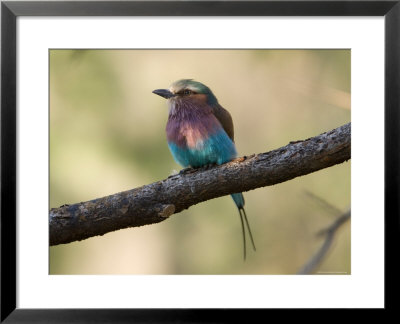 Lilac-Breasted Roller At The Kansas City Zoo by Joel Sartore Pricing Limited Edition Print image