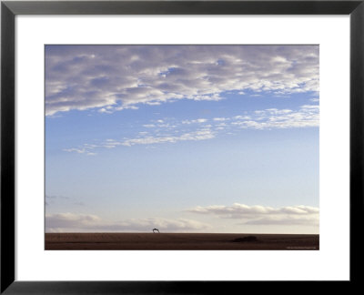 Old Leaning Barn In A Wheat Field Silhouetted Against A Vast Sky, Australia by Jason Edwards Pricing Limited Edition Print image