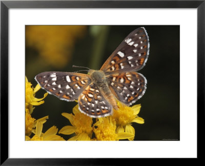 Mormon Metal Mark Butterfly Feeding On Nectar by George Grall Pricing Limited Edition Print image