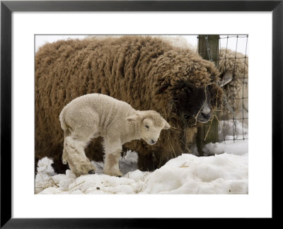 Lamb And Sheep In The Snow, Massachusetts by Tim Laman Pricing Limited Edition Print image