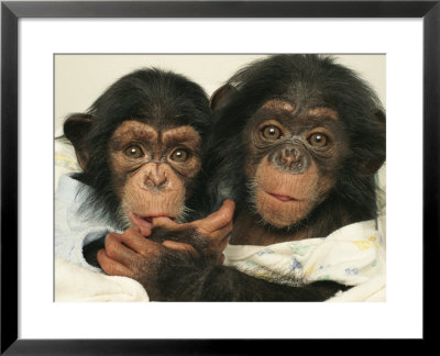 Portrait Of Two Young Laboratory Chimps Used In Aids Research by Steve Winter Pricing Limited Edition Print image