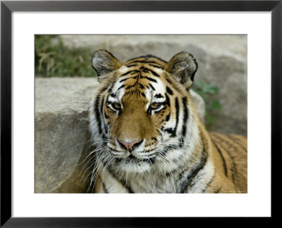 Siberian Tiger At The Henry Doorly Zoo In Nebraska by Joel Sartore Pricing Limited Edition Print image