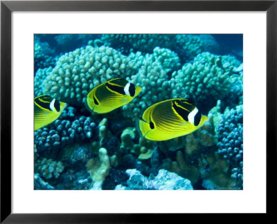 Several Racoon Butterflyfish, Takapoto Atoll, French Polynesia by Tim Laman Pricing Limited Edition Print image