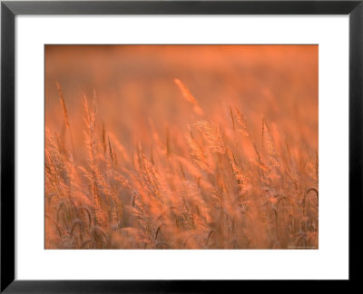 The Setting Sun Catches Prairie Grasses At Dusk by Joel Sartore Pricing Limited Edition Print image