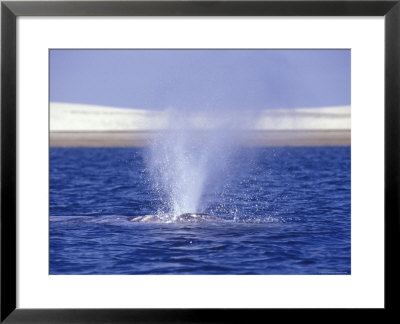 Spouting California Gray Whale by Rich Reid Pricing Limited Edition Print image