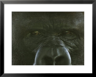 Western Lowland Gorilla From The Sedgwick County Zoo, Kansas by Joel Sartore Pricing Limited Edition Print image