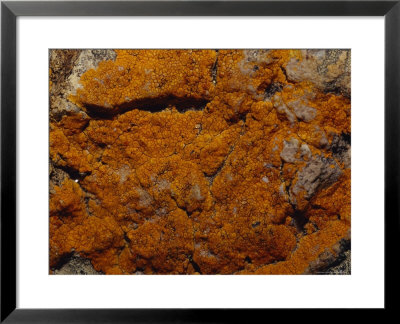Vivid Orange Lichen Growing On Coastal Rocks, Australia by Jason Edwards Pricing Limited Edition Print image