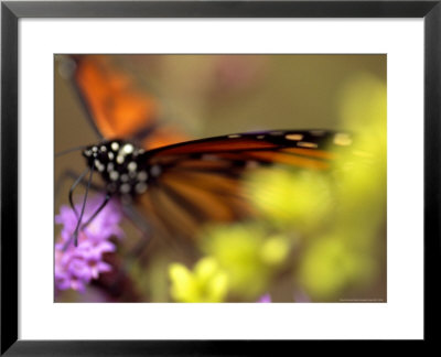Monarch Butterfly Feeding On Wildflowers by Raymond Gehman Pricing Limited Edition Print image